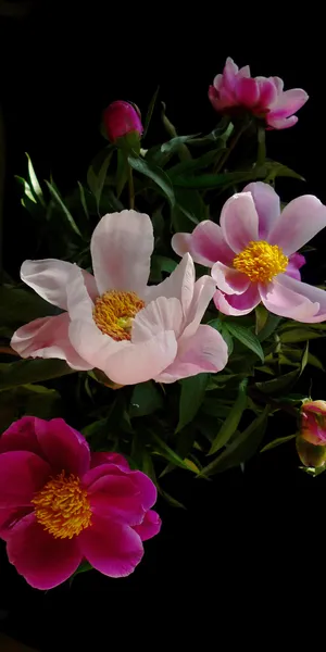 芍药花摄影图片 芍药花摄影图片