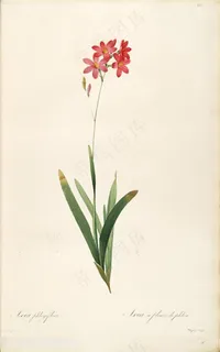 雷杜德原版高清唯美小红花花草图谱 雷杜德原版高清唯美小红花花草图谱