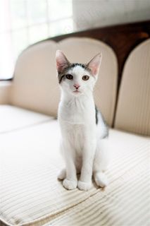 坐在餐桌上的小宠物高清图片