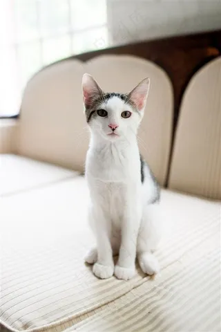 坐在餐桌上的小宠物高清图片