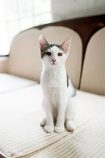 坐在餐桌上的小宠物高清图片 坐在餐桌上的小宠物高清图片