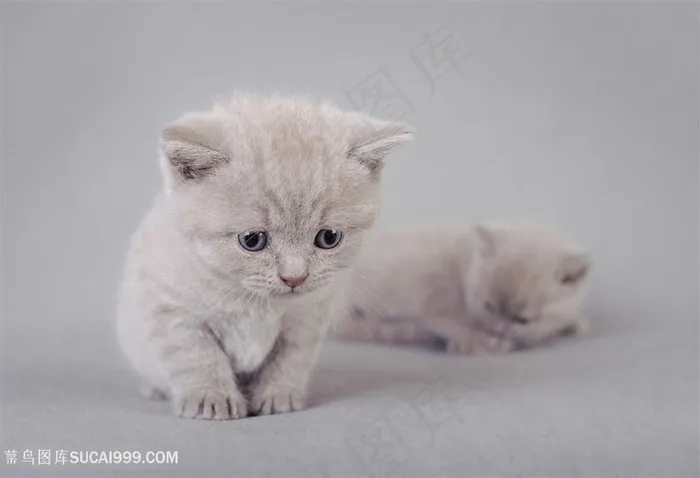 高清可爱小猫咪萌宠图片