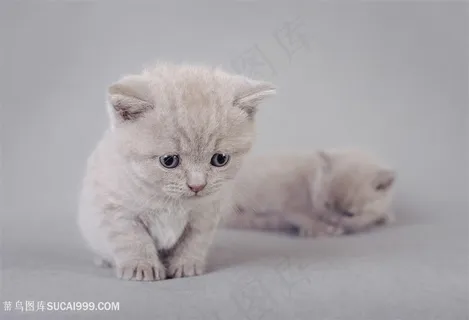 高清可爱小猫咪萌宠图片 高清可爱小猫咪萌宠图片