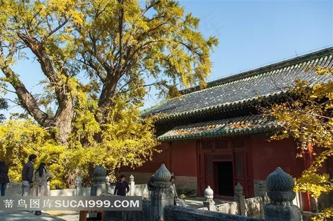 北京大觉寺秋天古建筑与银杏树景观