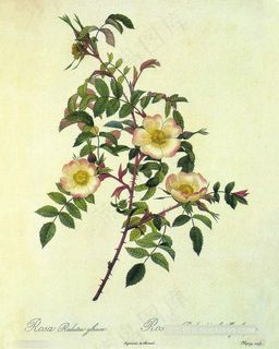 唯美树枝花卉艺术插画