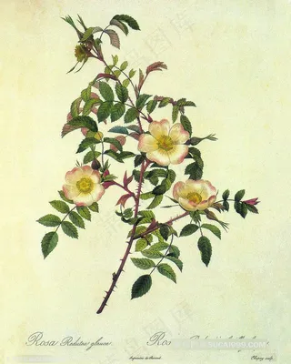 唯美树枝花卉艺术插画