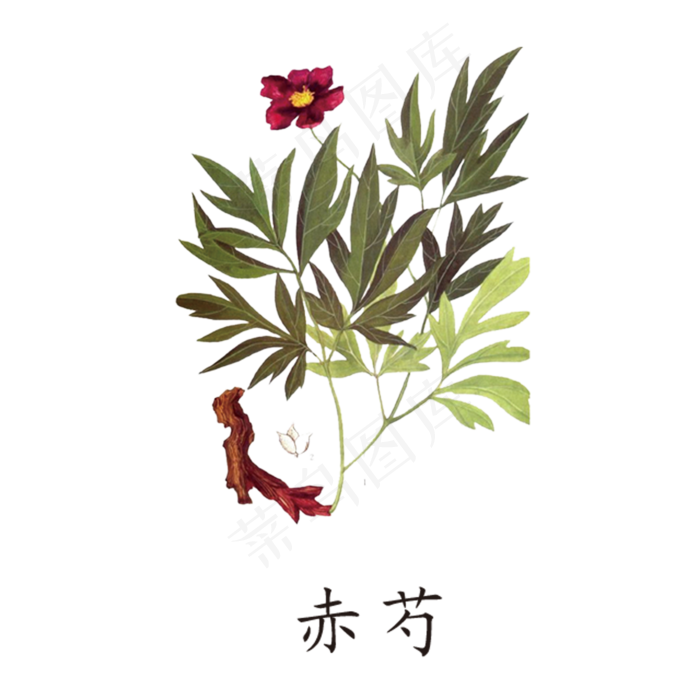 手绘草本中药药材赤芍