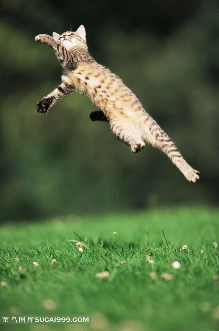 飞跳小花猫摄影