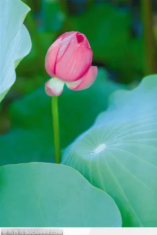 荷叶中间的荷花图片