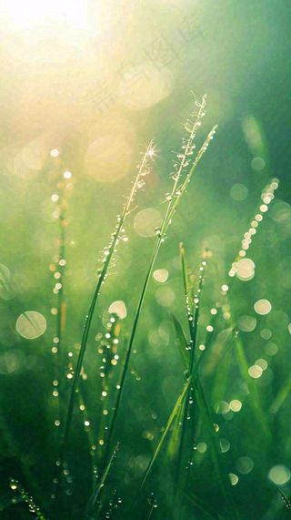 春天草地雨水雨露露珠绿草清新，谷雨雨水惊蛰白露摄影图