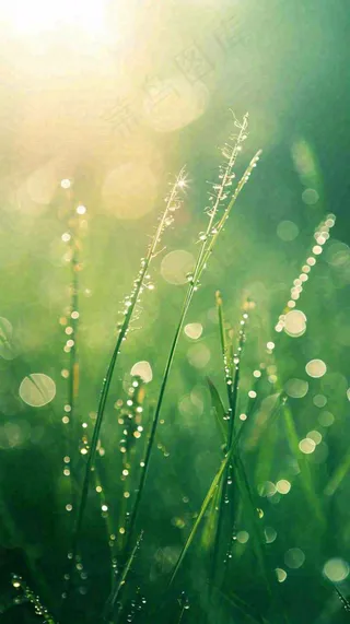 春天草地雨水雨露露珠绿草清新，谷雨雨水惊蛰白露摄影图