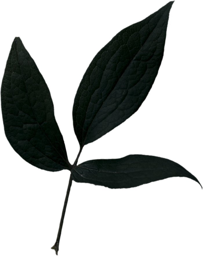 欧式优雅精致复古风格油画质感色彩手绘花卉植物树叶插画PNG素材