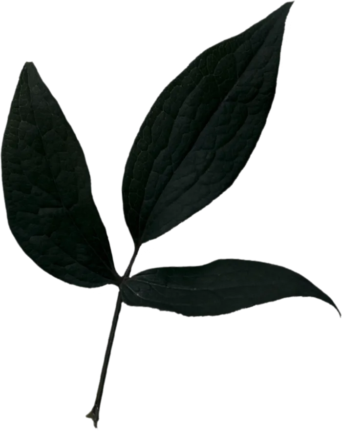 欧式优雅精致复古风格油画质感色彩手绘花卉植物树叶插画PNG素材