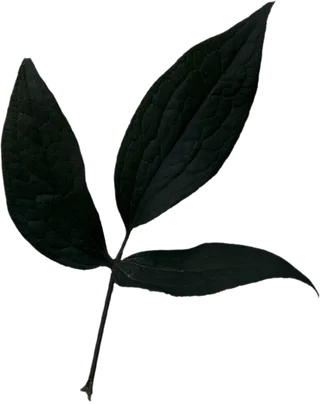 欧式优雅精致复古风格油画质感色彩手绘花卉植物树叶插画PNG素材