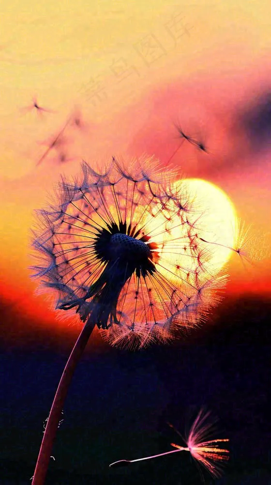 春天落日户外分散种子蒲公英夕阳晚霞摄影图(816x1456)