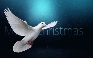 飞翔的鸽子圣诞节背景素材
