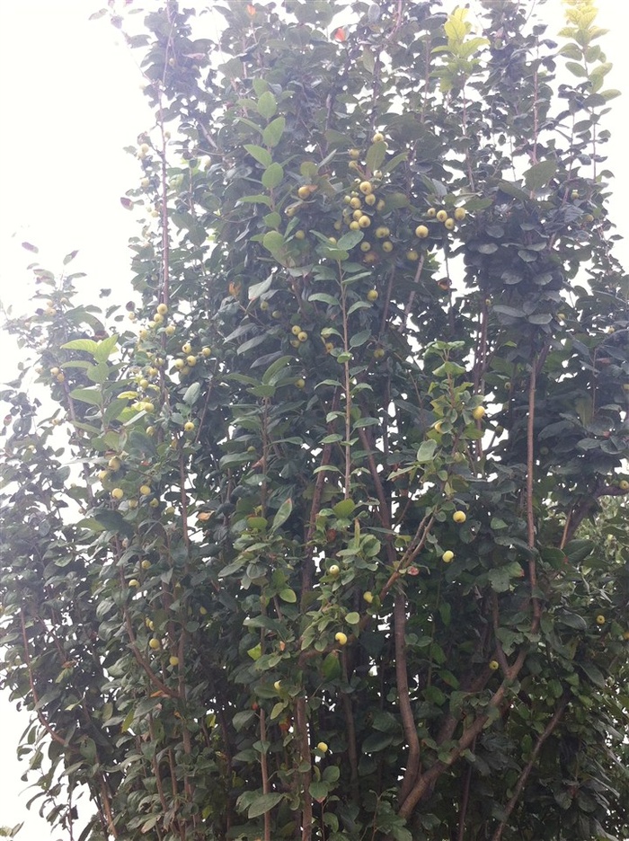 待成熟的海棠果