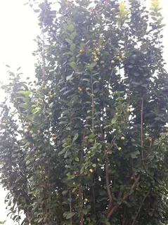 待成熟的海棠果