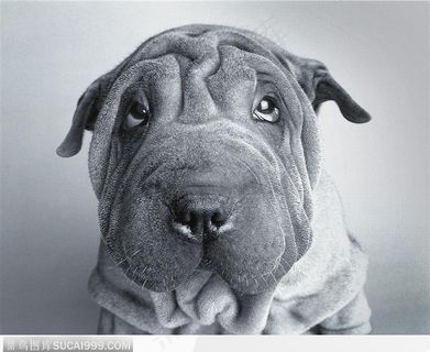 宠物狗（傻傻的）