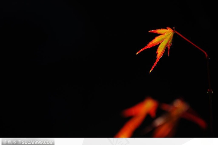 枫叶美景-美丽的黄色枫叶