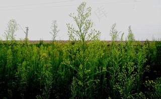 蒿草高清图片下载