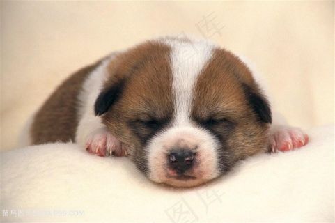 超高清趴着睡觉的小奶狗摄影图片