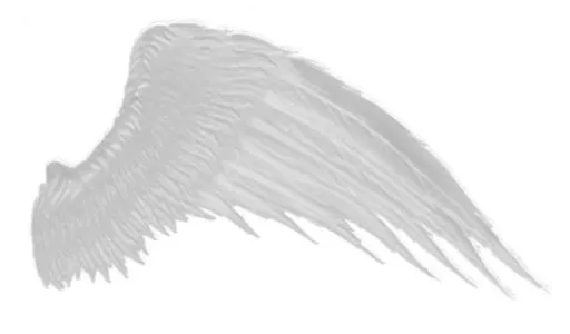 翅膀 PNG免抠(517x303)