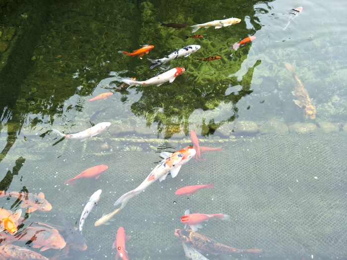 金鱼在玩耍