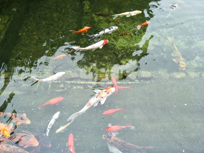 金鱼在玩耍