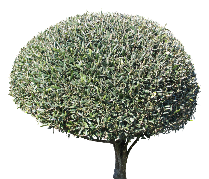 高清树木素材 免抠PSD植物素材 美术绘画园林贴图 树草灌木花草