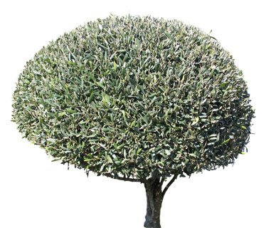 高清树木素材 免抠PSD植物素材 美术绘画园林贴图 树草灌木花草