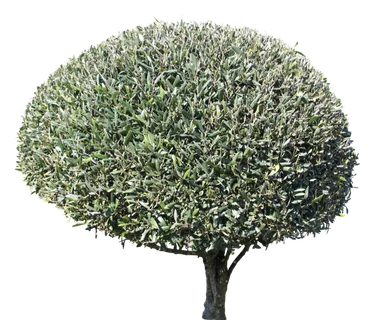 高清树木素材 免抠PSD植物素材 美术绘画园林贴图 树草灌木花草