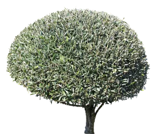 高清树木素材 免抠PSD植物素材 美术绘画园林贴图 树草灌木花草