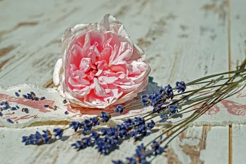 _玫瑰 花 开花 盛开 粉色的 粉红玫瑰 香的玫瑰 _玫瑰 花 开花 盛开 粉色的 粉红玫瑰 香的玫瑰