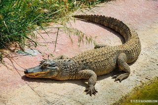 大鳄鱼摄影图片