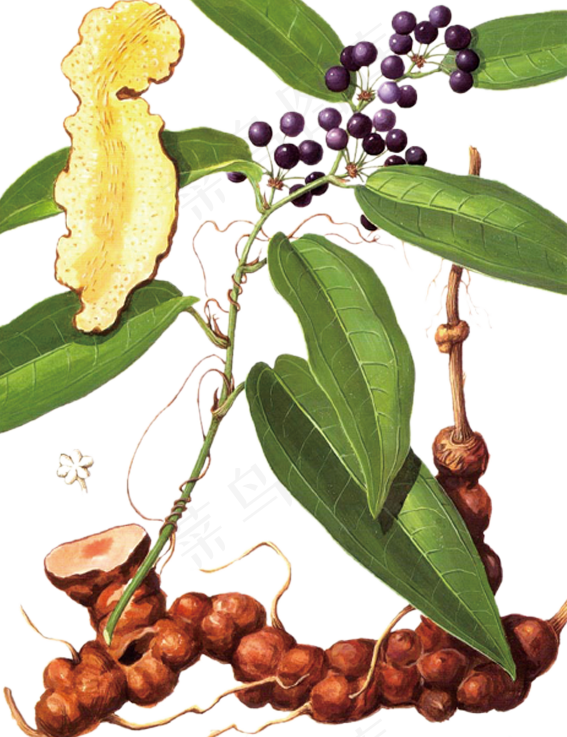 手绘草本中药药材