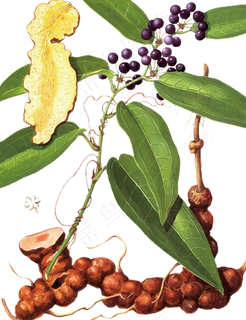 手绘草本中药药材