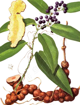 手绘草本中药药材