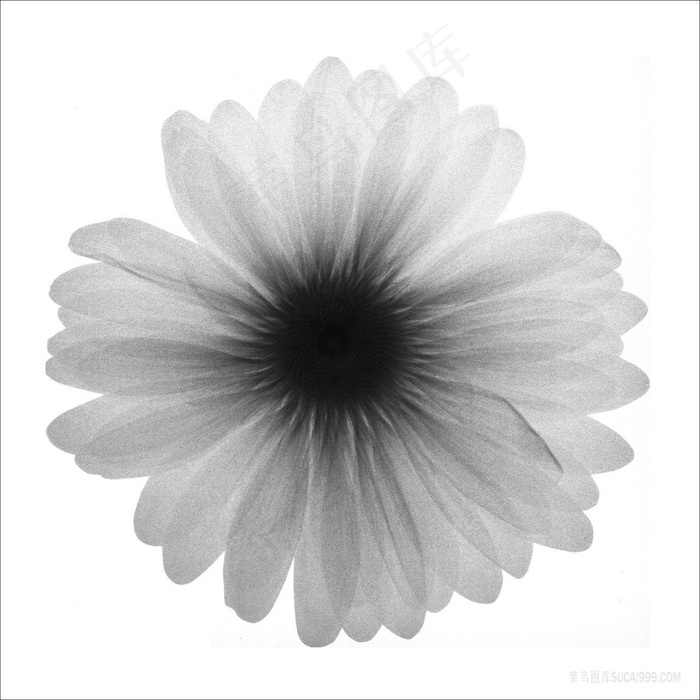 黑白菊花高清插画