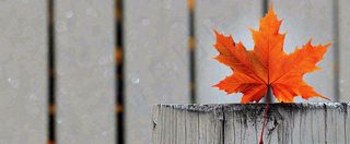 秋天红色秋叶简约特写，立秋秋分摄影图