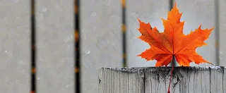 秋天红色秋叶简约特写，立秋秋分摄影图