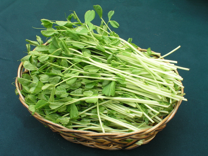 豆苗  