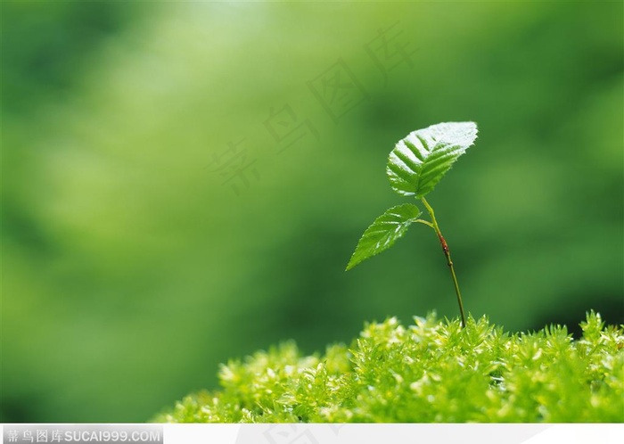 草中的嫩苗植物图片