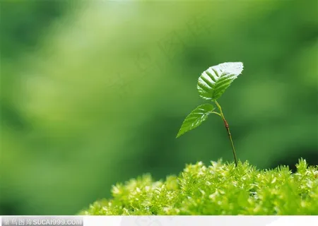 草中的嫩苗植物图片 草中的嫩苗植物图片