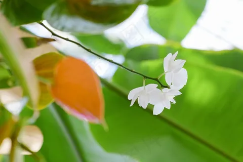白色茉莉花朵图片 白色茉莉花朵图片