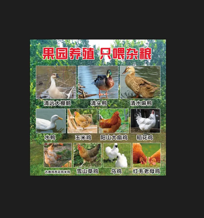 蓝色简约鸡鸭鹅海报psd模版下载