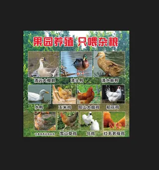 蓝色简约鸡鸭鹅海报