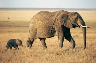 感性动物大象图片