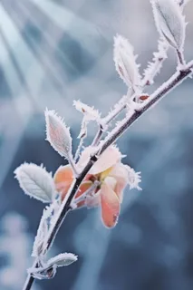 大雪冰冷枝叶美景冬天节气海报背景 大雪冰冷枝叶美景冬天节气海报背景