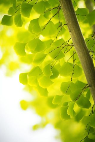 简约唯美银杏叶黄绿色背景